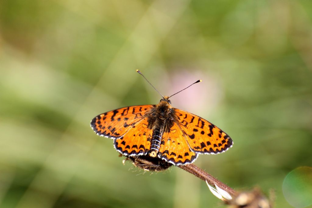 Melitaea didyma? S